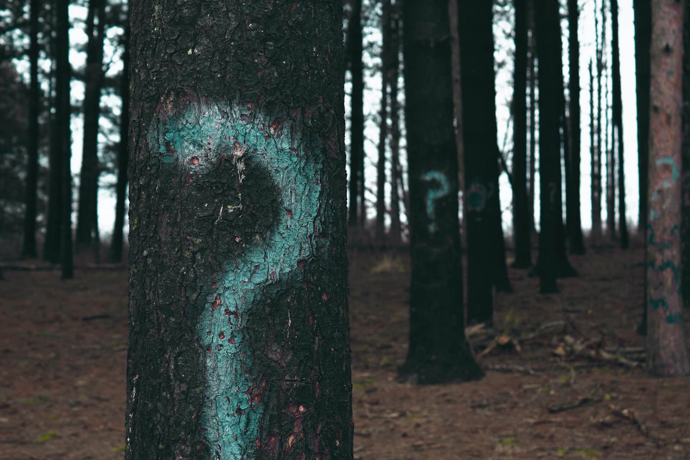 Bomen in een bos